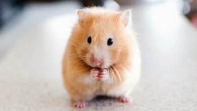 اسعار الهامستر فى السعودية وافضل الانواعه 215 اسعار الهامستر فى السعودية